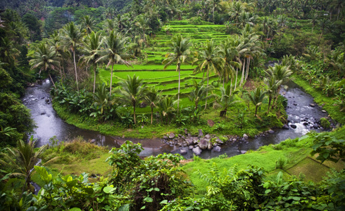 Rice terraces of Ubud