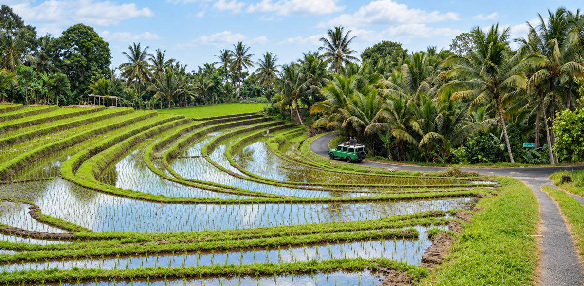 Drive in the rice fields