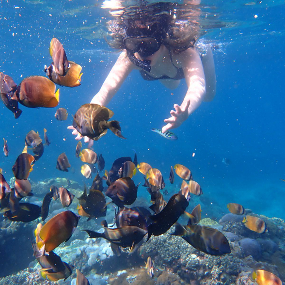 Lembongan Snorkling Coral Reef Fish