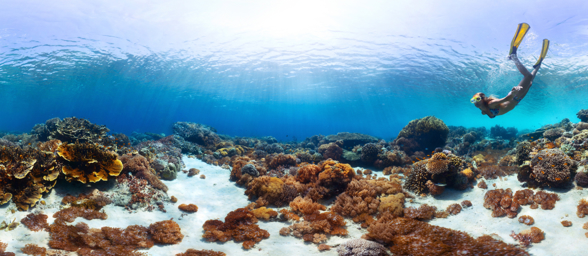 Bali Barat Nationalpark Diving Snorkel 01