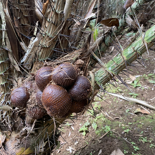 Did you ever taste a Snake fruit?