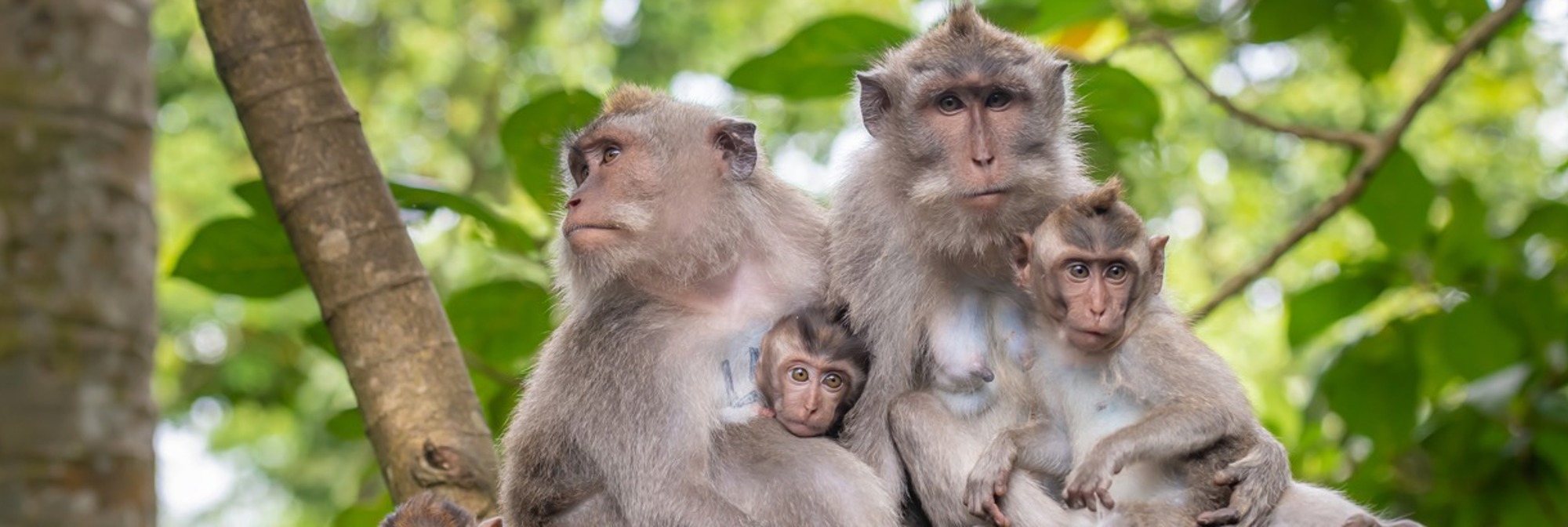 Monkey family in Ubud Monkey forest, Bali