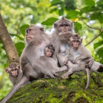 Monkey family in Ubud Monkey forest, Bali