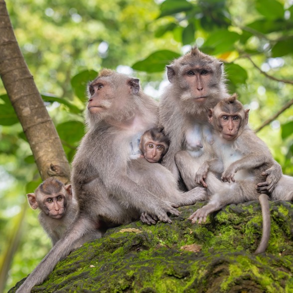 Monkey Forrest Ubud Monkey Family