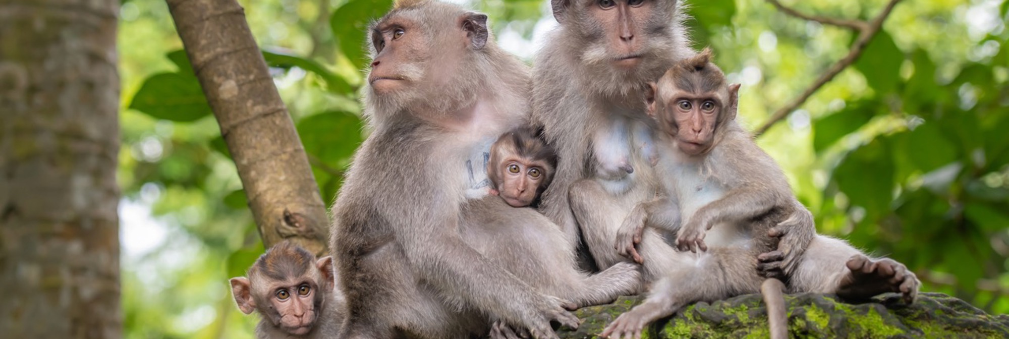 Monkey Forrest Ubud Monkey Family