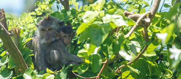 Balinese Barat Nationalpark Monkey