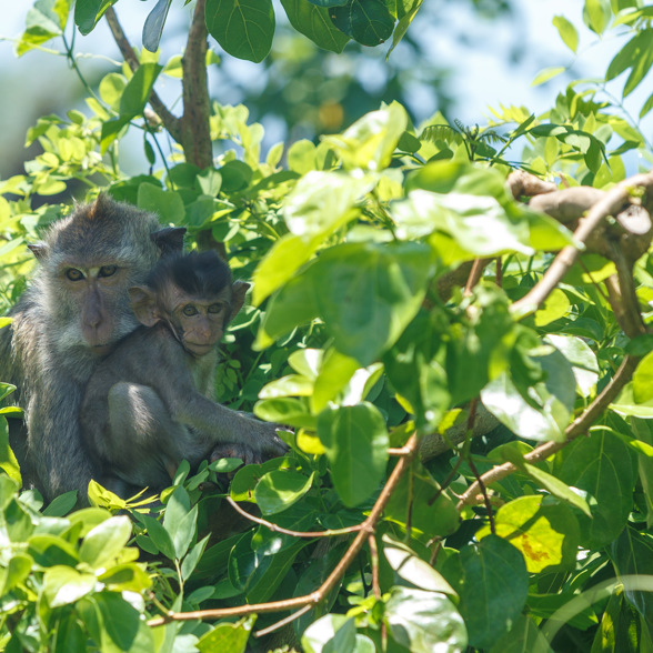 Balinese Barat Nationalpark Monkey