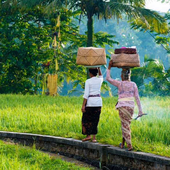 Bali Ricefield Farmer 15