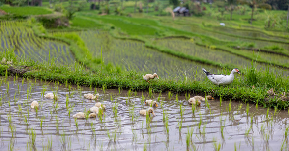 15 Rice Field Ducks 2