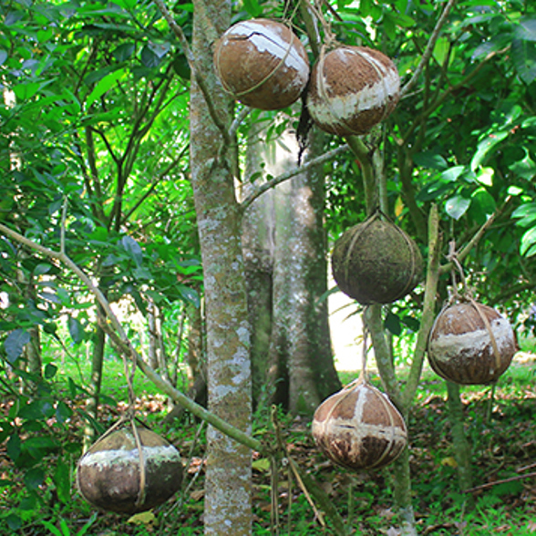 The hanging placenta in trees