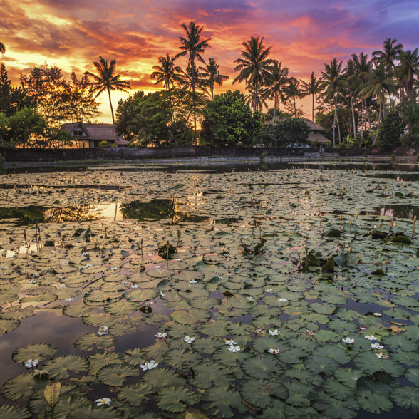 Candidasa Lotus lagoon