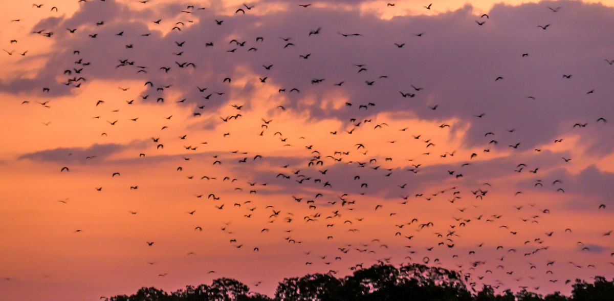 Flying foxes over Kalong Island