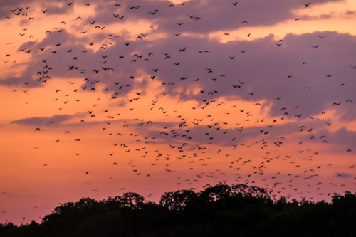 Komodo Kalong Island Flying foxes