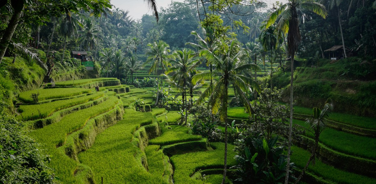 Tegallalang Ricefield