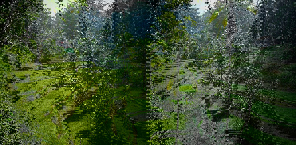 Tegallalang Ricefield
