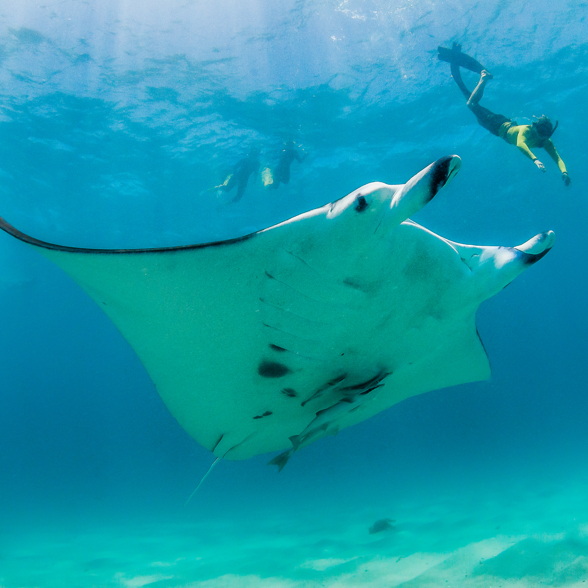 Snorkle in Manta bay 