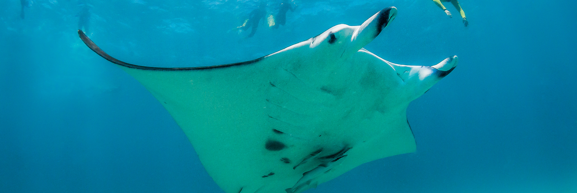 Bali Manta Ray Snorkletrip