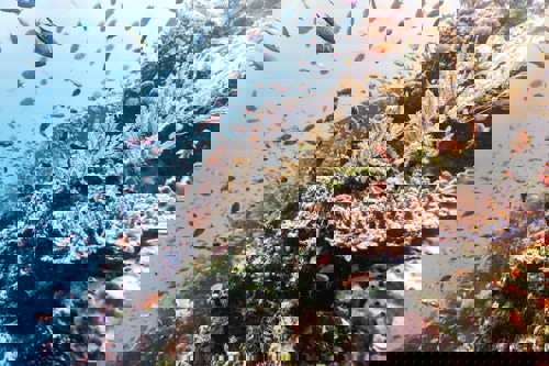 Snorkel at the reef with vibrant fish at Komodo National park