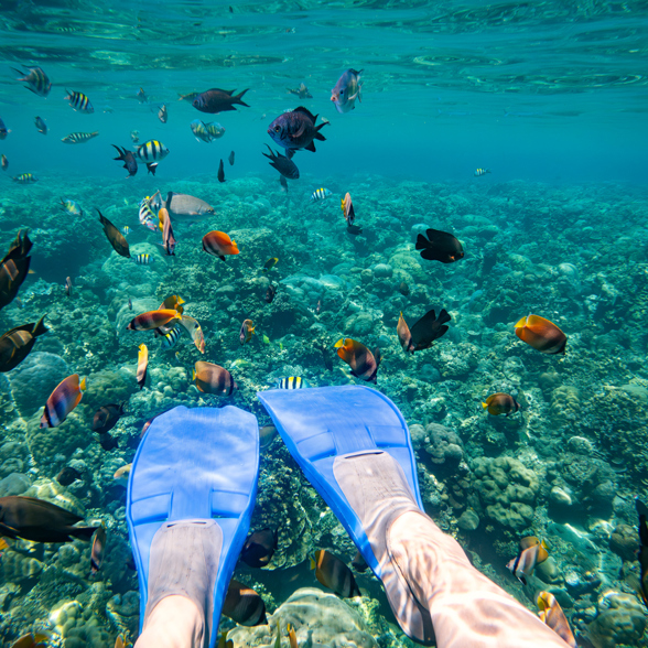 Snokel with tropical fish