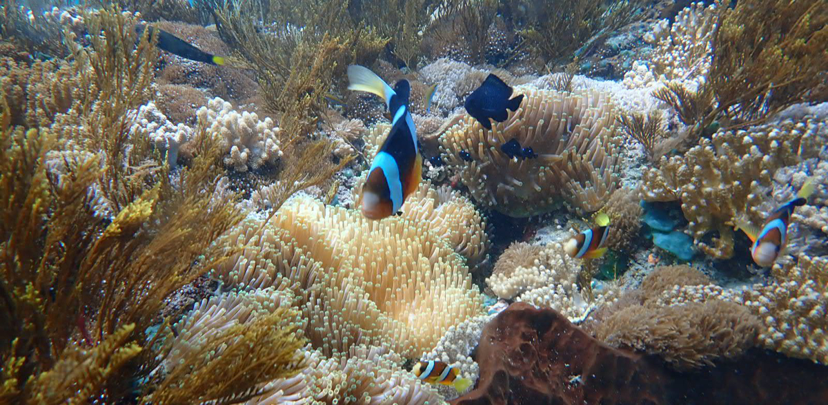 Lembongan Snorkling Coral Reef Cili Travel