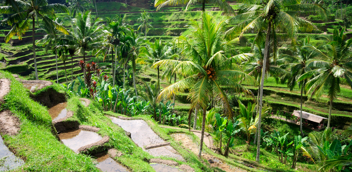 Bali Ricefield 30