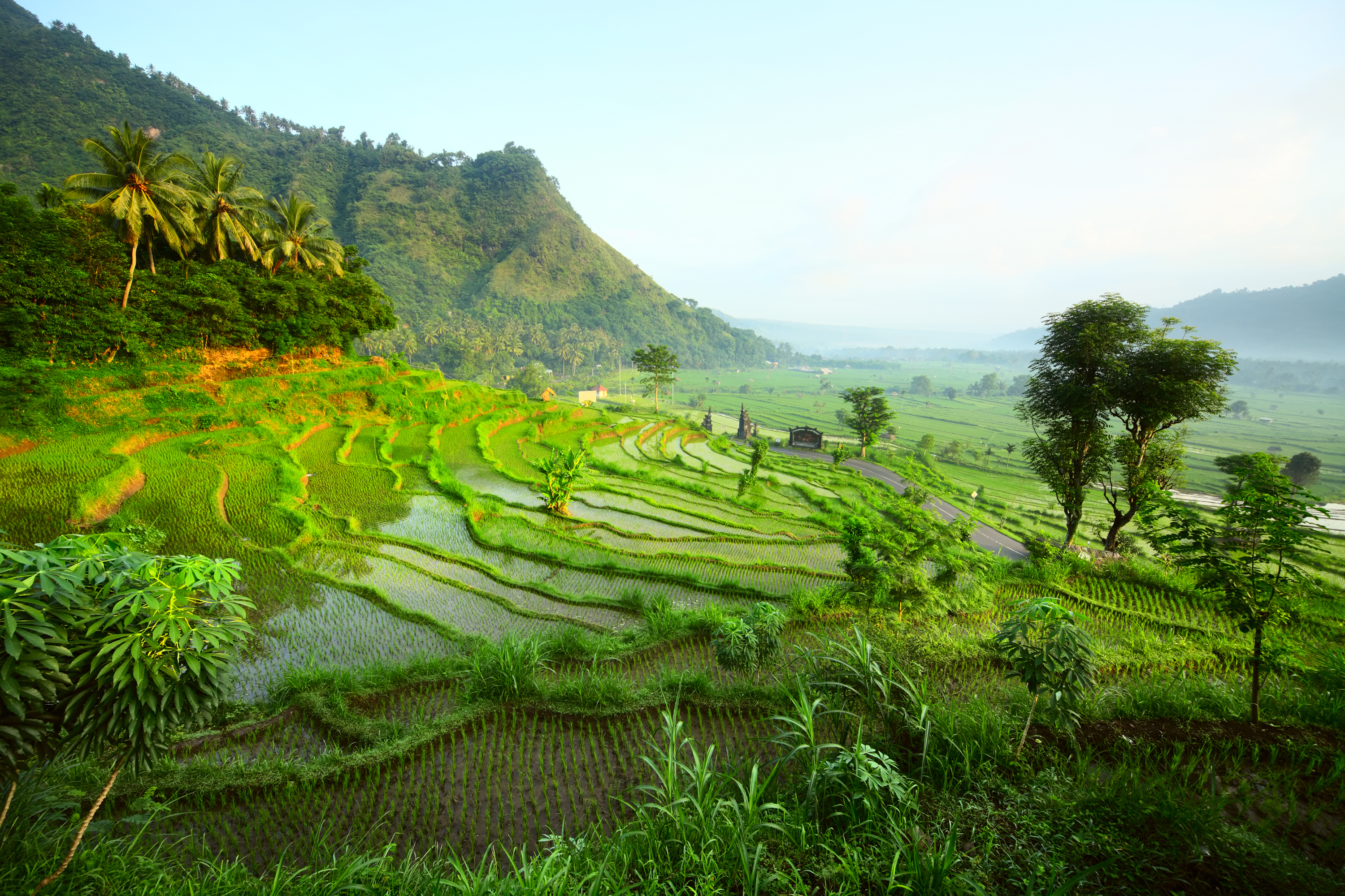 Ubud rice fields
