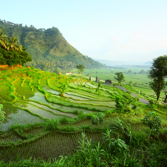 Ubud Ricefield 35