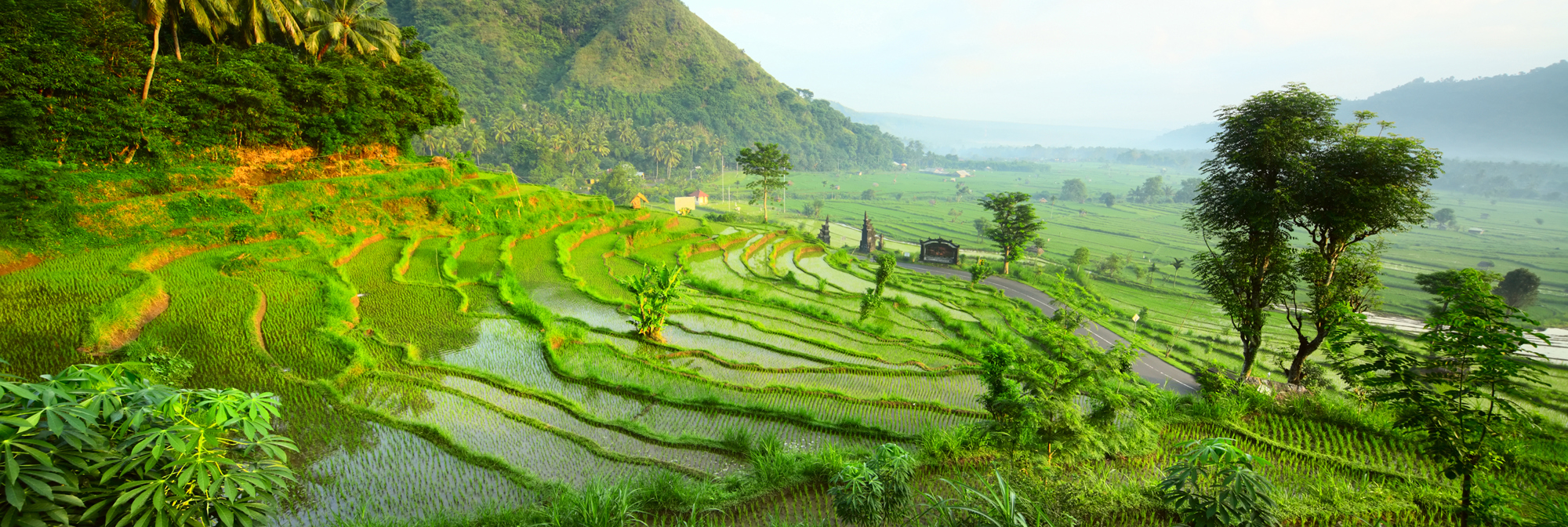 Ubud Ricefield 35
