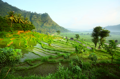 Rice field in Ubud
