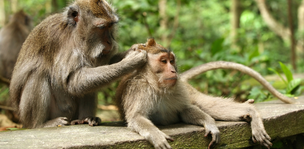 Monkey Forest Ubud