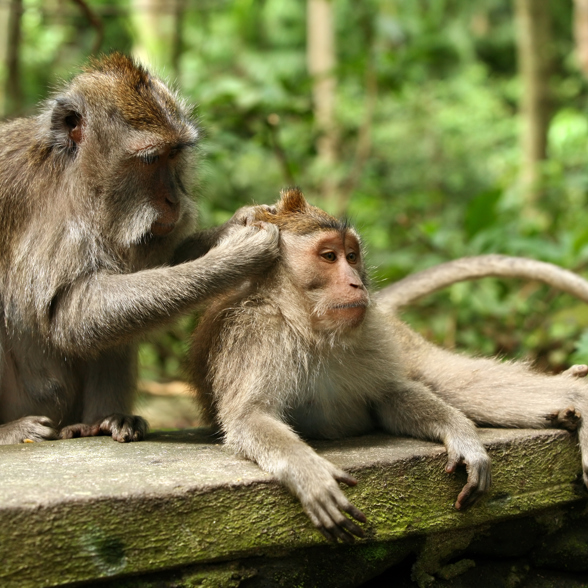 Monkey forest