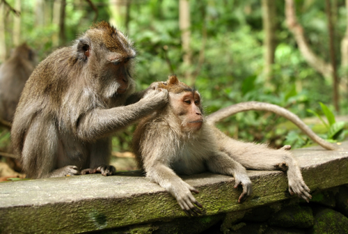Ubud Monkey Forest