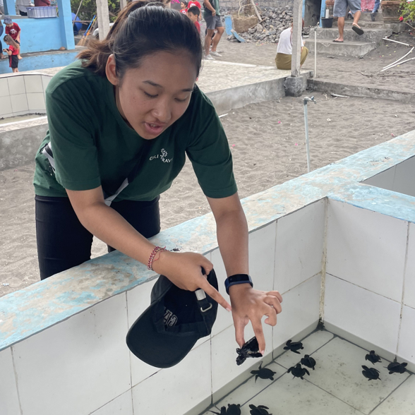 Guide explains about the baby turtles