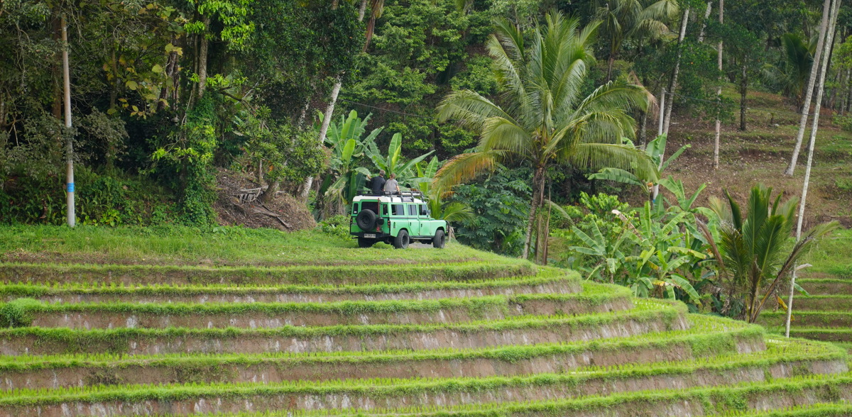 Jeep safari in the rice fields