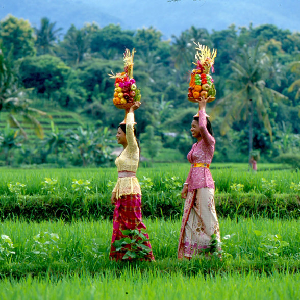 Bali Ricefield Woman 01