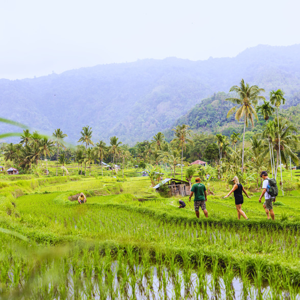 Go trekking in the rice fields