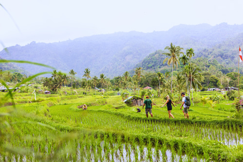 Guided trekking in the rice fields of Bali