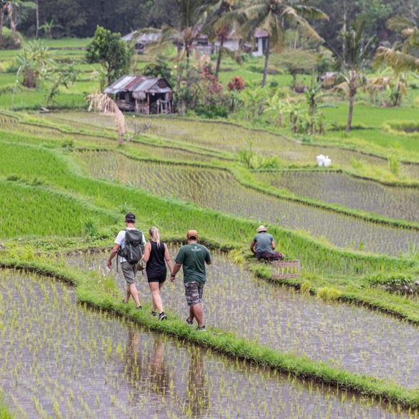 Trekking in the rice fields